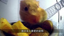小仓鼠自顾自玩转盘，把小伙伴甩飞出去，网友：太无辜了