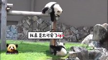 熊猫小不点儿爬上木架的愿望落空，好气哦：哼，都怪别熊！