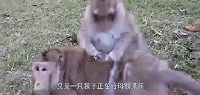 实拍猴哥帮母猴捉虱子，捉着捉着就开始不着调了，镜头记录全程