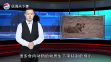 为何食草动物出生就会奔跑，食肉动物却很弱小原因你可能想不到