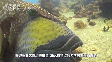 有防弹衣之称的“泰坦鱼”，大厨就算把刀磨坏，也想尝一口它味道