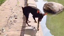 啵啵乐还挺有安全意识，户外玩也要跟主人报道，唯恐把自己搞丢了
