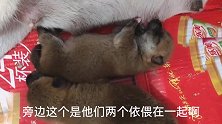 刚出生的2只小狗子，睡着了还吃奶不松口，也太萌了！