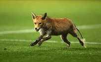 活久见！一只狐狸闯入英甲赛场 助朴茨茅斯绝平德比郡