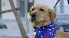美女路上遇抢劫犯，神犬与警犬出动，两只狗抓住了小偷