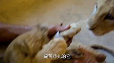 从马戏团救出的小狮子，一身伤病令人心痛，《凯文和狮子》