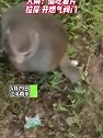 江苏南京：猴子清晨闯入四楼业主家