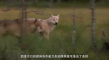 狼群围捕两只黑熊，数量占优势的狼会成功吗？镜头记录下全过程