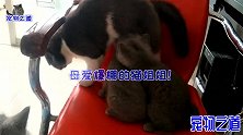 几只小猫找猫姐要吃的，猫姐像模像样装妈妈，最后的举动太逗了