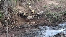 河马做正义使者：驱逐野狗群，能保住羚羊吗