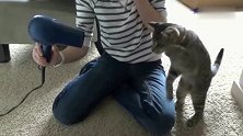 一只练过“九阴白骨爪”的猫咪，向吹风机发起了挑战