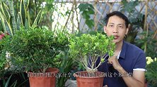 给米兰花换盆，再好的方法，也不比这个动作靠谱
