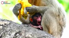 刚出生的猴宝宝宝大哭！伤到脐带，无良猴妈只想着吃