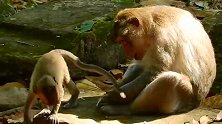 坏猴哥把猴子宝宝推下去，按在地上打