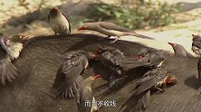 非洲技师牛椋鸟，专门给动物“采耳”，不收钱只收肉的那种！