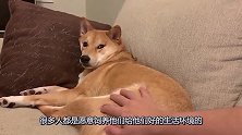 主人爱屋及乌极其疼爱小柴犬，狗妈妈看到一脸的欣慰，真好