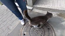 一只灰白流浪猫，站立蹭向好心人：我终于等到你了