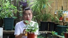天竺葵小苗也能开花，这种养法你见过吗？看完就懂了