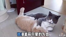 千万不要让猫看到是你带它去绝育！
