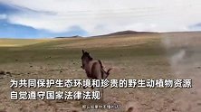 网友开越野车追逐西藏野驴，发网上遭怒斥：跟网暴自己有啥区别？