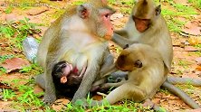 刚出生的小猴子被摁在地上疯狂摩擦，猴妈妈无动于衷看着揪心！
