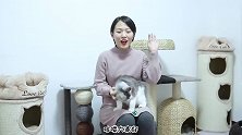 女主人被猫咬了一口，当场失态！猫：这女人疯了！