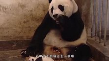 饲养员趁机偷摸小熊猫，小熊猫表情笑翻了：别动手动脚行不行