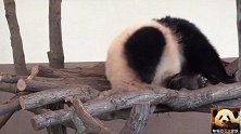 萌力无边的熊猫宝宝彩浜蹭痒挠痒忙不停，小模样可爱得很