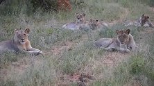 狮群在水塘边休息，霸道大象过来就追赶狮群