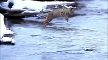 猞猁的跳跃能力也太强大了，我以为会跳到河里去呢？