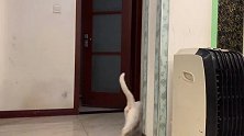 白猫被主人关进屋里，黑猫太聪明，用这种方法把它放出来
