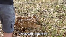 野鹿被铁丝网缠住，男子上前解救，接下来发生的一幕让人心痛！