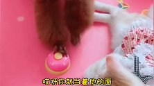 艾米太聪明了，都开始教猫咪学技能了！
