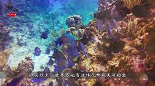 世界上最美的5种鱼，水族馆最爱养的观赏鱼！