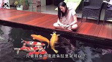 男子给金龙鱼喂食，不料发生意外，镜头记录全过程
