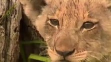 小狮子为躲避野牛追击，和家人走散了，正躲在树下不知去向！
