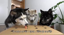 2只哈士奇挑战红外线，没想到竟然会这样，网友：不纯呀！