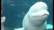小男孩给白鲸表演翻跟斗，下一秒白鲸反应亮了，镜头记录搞笑一幕