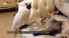 见猫咪酣睡中，调皮的鹦鹉又开始闹腾百出，猫咪：又爱又恨！