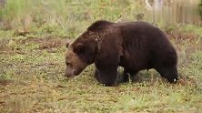 棕熊在森林中打斗，两个肉墩子激烈碰撞