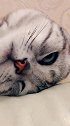 自己养的猫长了一张厌世脸，这种体验太奇妙了