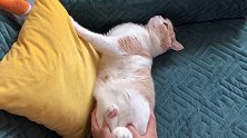别人家的是煤气罐罐 而我的是个水桶桶？黄桃不是猫 水桶腰 沙雕