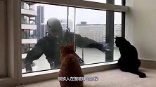 蜘蛛人擦玻璃时，碰上一户人家的猫咪，下一秒请憋住别笑
