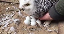 猫头鹰正在孵蛋，主人非要看一下，猫头鹰的反应亮了