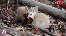 树叶是小野兔最喜欢的零食，抢食的样子好可爱！