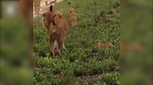 公狮在欺负幼狮，母狮看到了，立马赶了过来！