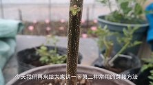 嫁接果树花卉常用的芽接方法，新手朋友可以学习一下，非常简单