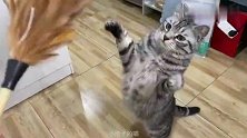 猫咪扒在桌子上，眼巴巴看着铲屎官给它做逗猫棒，可爱到犯规