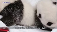 熊猫宝宝，前脚刚要奔向自由，下一秒被拉回了现实！