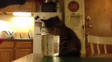 口渴困倦的小猫把脑袋塞进超大水杯中，主人用手指在一旁挑衅